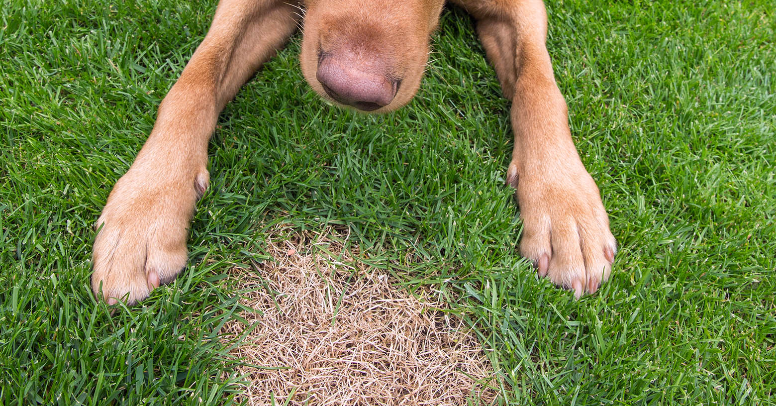 Dog Spots on Your Lawn Causes Prevention and Treatment IFA s Blog